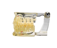 SILVER - фантомная челюсть, демонстрационная модель с несъемными зубами