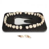 З-32П - комплект из 32 модельных зубов для денто-модели ЧВН-32П