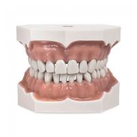 Модель верхней и нижней челюсти для крепления в фантомную голову, 32 зуба