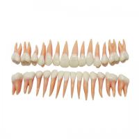 DM 101 Model Teeth - набор из 28 зубов натурального цвета с анатомическими корнями