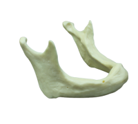 MANDIBLE - модель кости для практики установки имплантатов