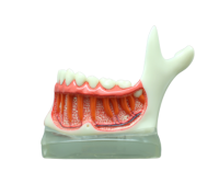 TOOTH MODEL N-TYPE - демонстрационная модель нижней челюсти с сагиттальным разрезом
