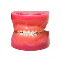 ЧВН-24 N - денто-модель детской верхней и нижней челюсти