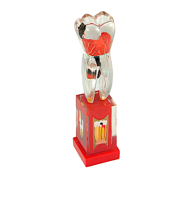 TOOTH MODEL M-TYPE - прозрачная модель зуба