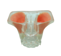 SINUS MODEL - модель для практики синус-лифтинга, прозрачная