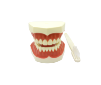TOOTH MODEL A-TYPE - фантомная челюсть со щеткой, демонстрационная модель для гигиенистов