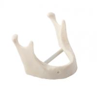 Модель кости нижней челюсти для проведения имплантации