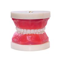 ЧВН-24 - денто-модель сменного прикуса