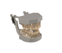 SILICON ROOT MODEL - фантомная челюсть, модель на артикуляторе со съемными зубами