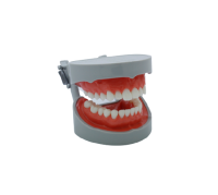 STANDART MODEL - фантомная челюсть, модель на артикуляторе со съемными зубами