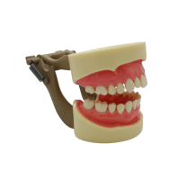 MODEL 400 - фантомная челюсть, модель на артикуляторе со съемными зубами