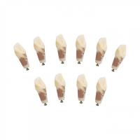 З-32-1.10П - комплект из 10 модельных зубов для денто-модели ЧВН-32П