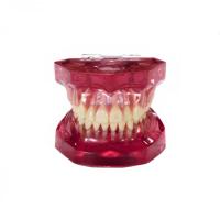 MODEL 700 PINK - демонстрационная модель с несъемными зубами