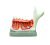 TOOTH MODEL N-TYPE - демонстрационная модель нижней челюсти с сагиттальным разрезом