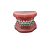 ORTHODONTIC A - фантомная челюсть, демонстрационная модель с брекетами