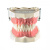 Демонстрационная модель зубочелюстного аппарата взрослого человека